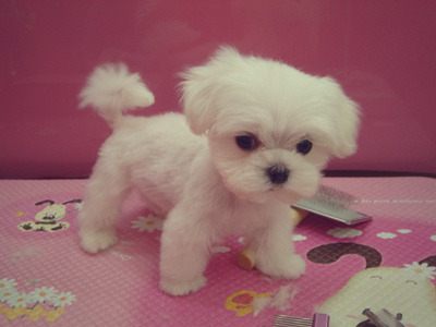 나는 애견미용사 입니다 | 인스티즈