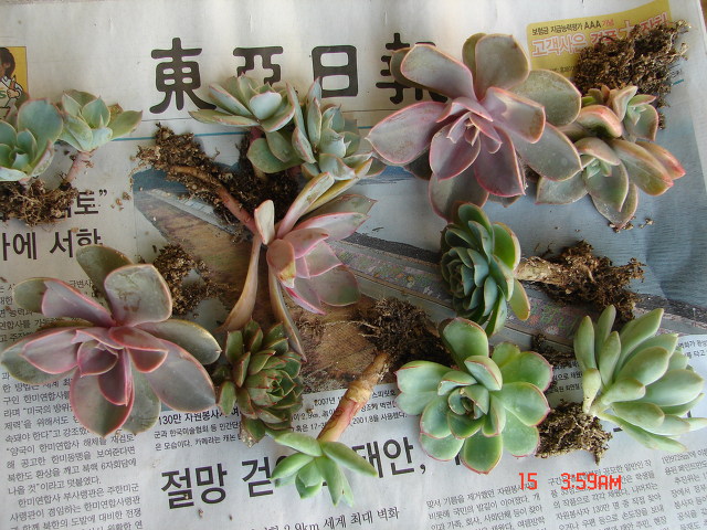 미쵸미쵸 이미지