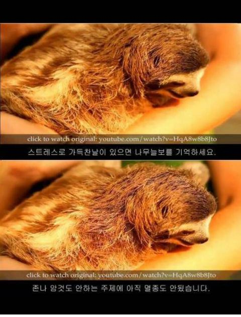 나무늘보 이미지