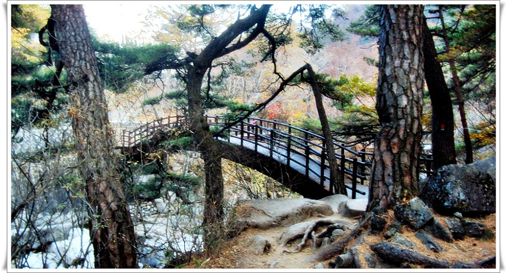 홍류 이미지