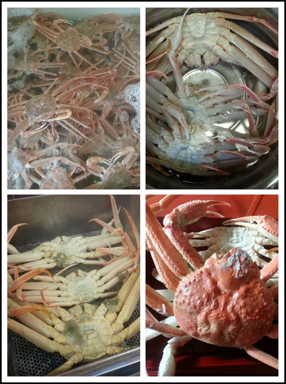 영덕대게 이미지