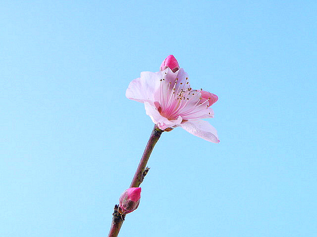삼일농원 이미지