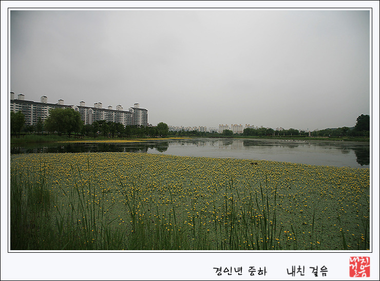 노랑병아리 이미지