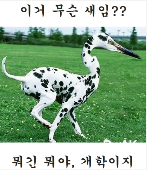 이새 이미지