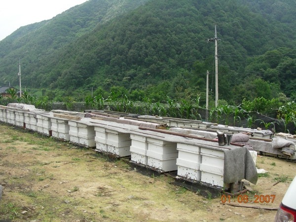 지리산산청벌꿀 이미지