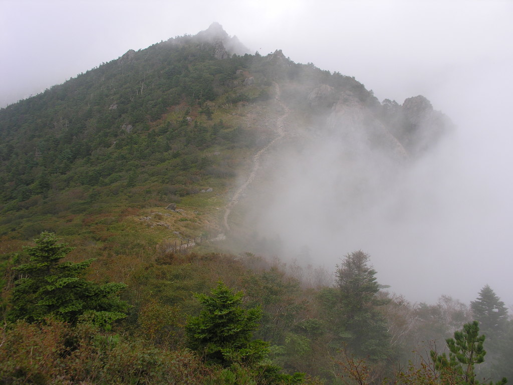 지리산큰나무 이미지
