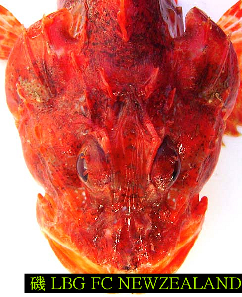 140B0C4C4D4E82FE278362