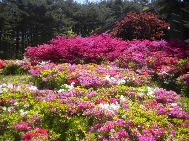 산철죽 군락지 이미지