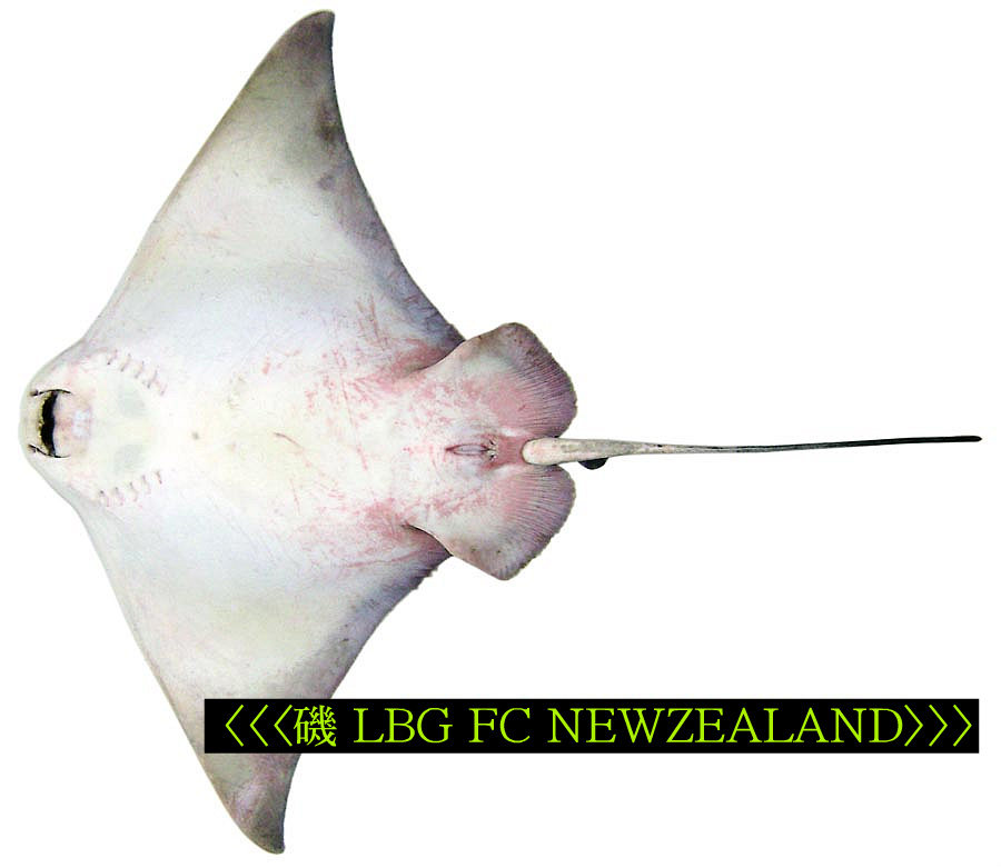 1679E54D4D4EB7490D1C07