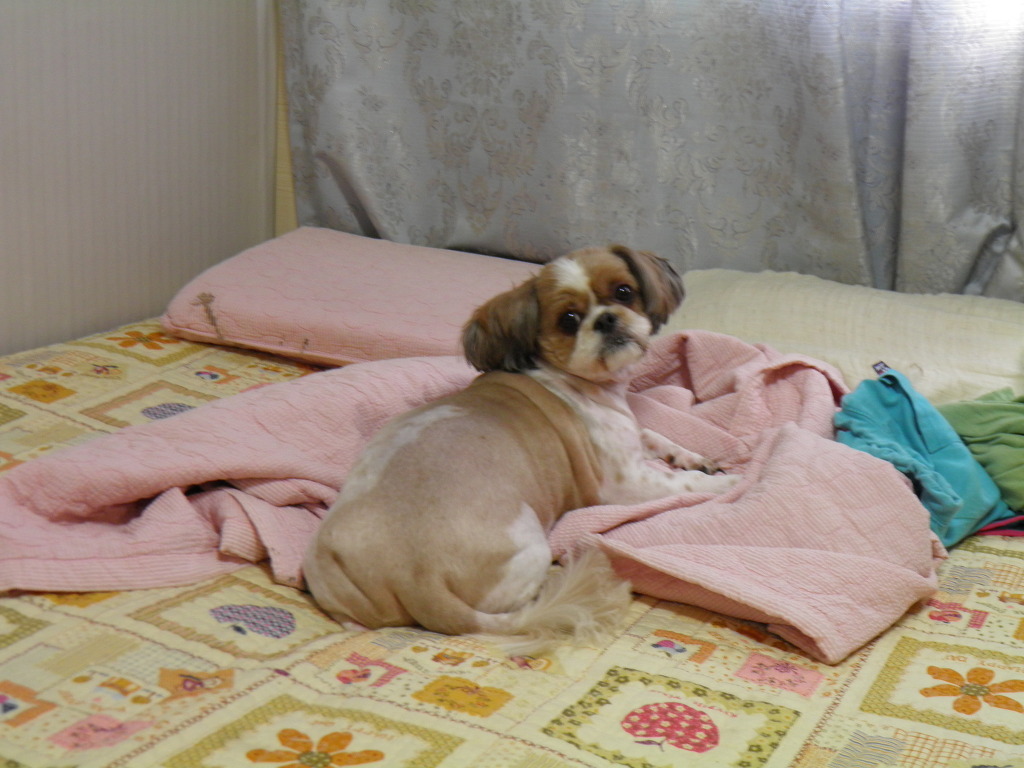 뚱이양이 이미지