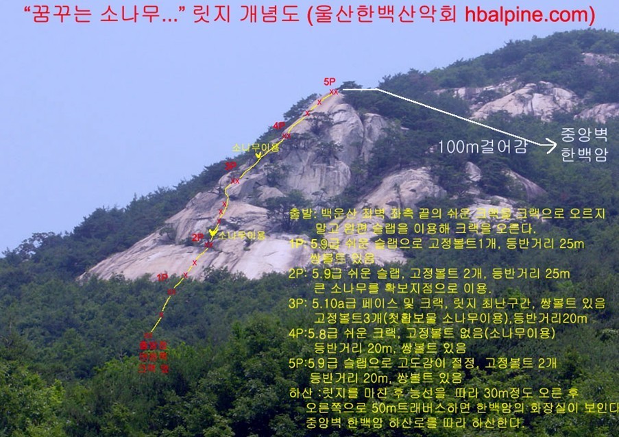 꿈꾸는소나무 이미지
