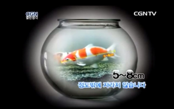 코이 이미지