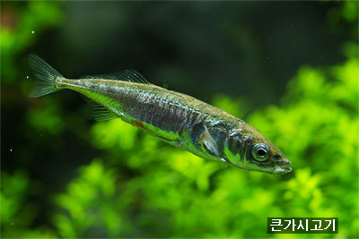 고기류 이미지