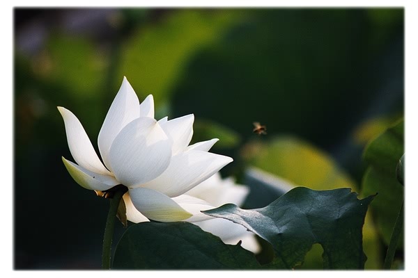 백련 이미지