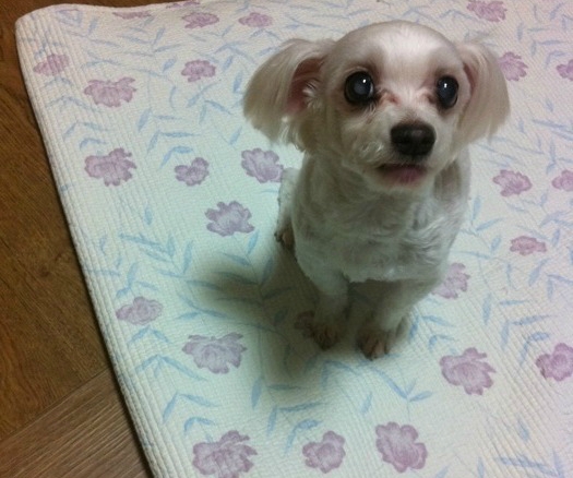 붕붕호두 이미지
