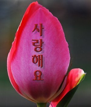 낭 이미지