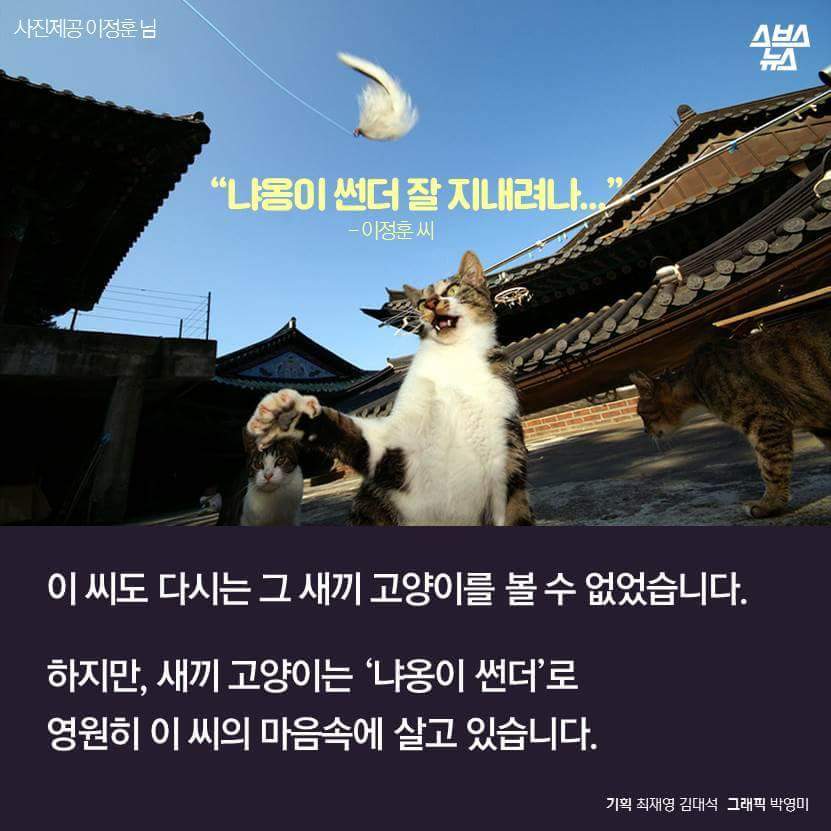 지구촌 짤 '냐옹이 썬더'의 비밀 | 인스티즈