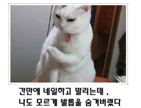 고양이 제목 학원 | 인스티즈