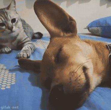 처 자지 말고 나가서 돈이나 벌어와.gif | 인스티즈