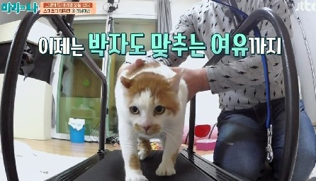 [마리와나] 뚱보냥 호동이 다이어트 시키기 (feat.먼지) | 인스티즈