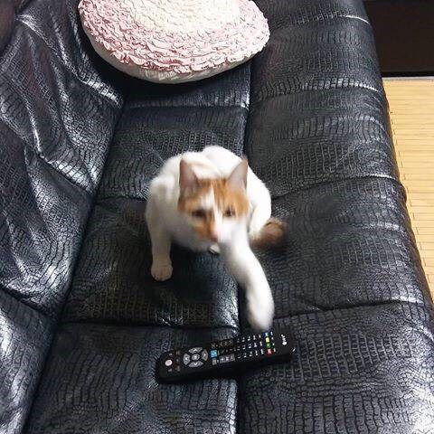 집고양이 3년이면 | 인스티즈