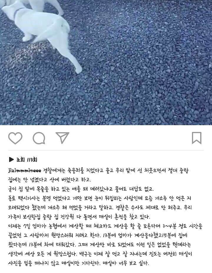 개소주로 만들어져버린 우리집 강아지 매실이를 도와주세요. 부탁드려요. 제발 퍼트려주세요 | 인스티즈