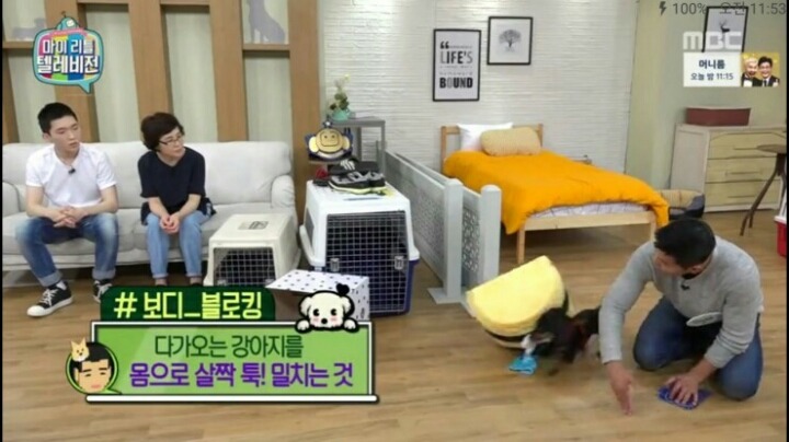 [마리텔] 강형욱 훈련사도 포기한 강아지 도비 | 인스티즈