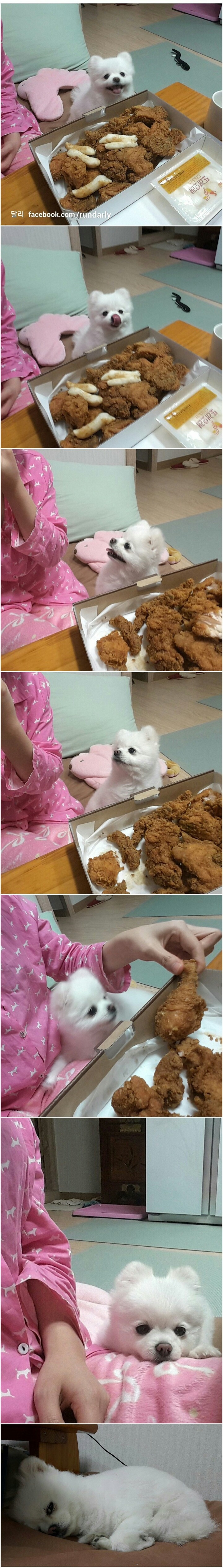 강아지가 너무 귀여울때 | 인스티즈