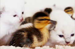 오리와 냥이.gif | 인스티즈