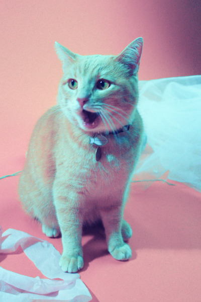 Tumblr : #cat #pink | 인스티즈
