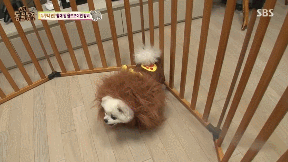 누가봐도 사자임 아무튼 사자임.gif | 인스티즈