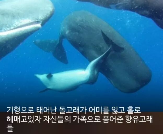 신기한 사실들 | 인스티즈