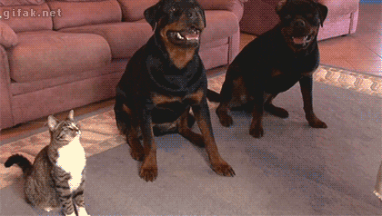 고양이.gif | 인스티즈