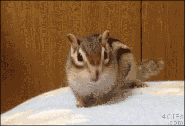 [움짤] 다람쥐 .gif | 인스티즈