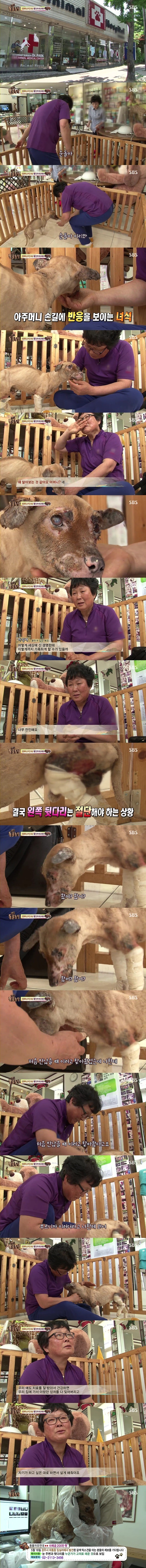 [동물농장] 온몸에 화상입은 강아지 | 인스티즈