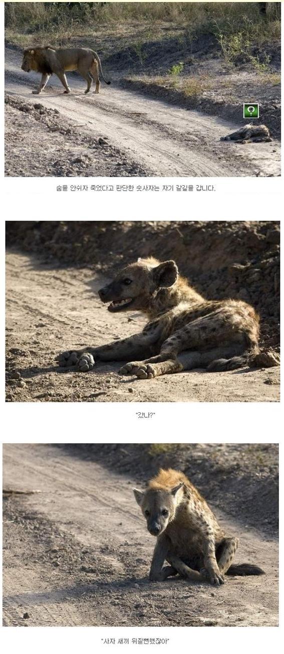 사자와 하이에나가 1:1로 싸우면???? | 인스티즈