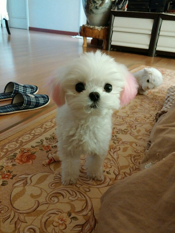 온통 하얀데 콩 세개 박힌 강아지는??? | 인스티즈