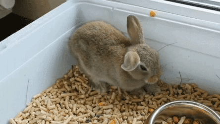 토끼의 졸음은 왜이리 극단적인가.gif | 인스티즈