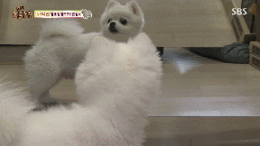 누가봐도 사자임 아무튼 사자임.gif | 인스티즈