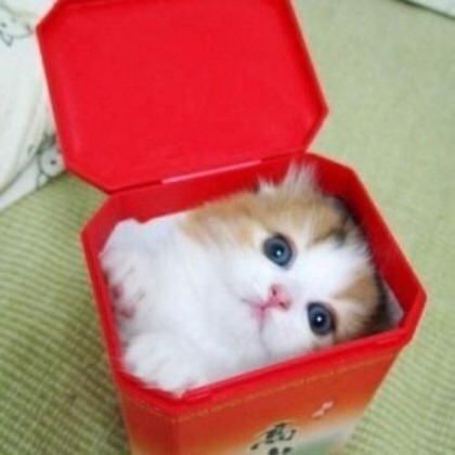 고양이 액체설.jpg | 인스티즈