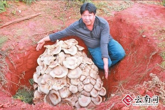 세상에서 제일 큰 버섯 | 인스티즈