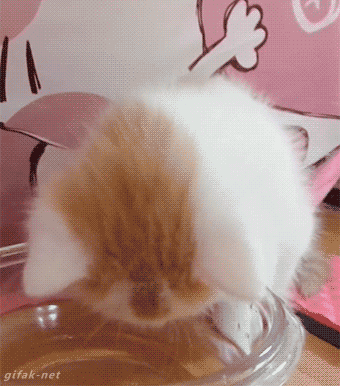 새끼냥이 .GIF | 인스티즈