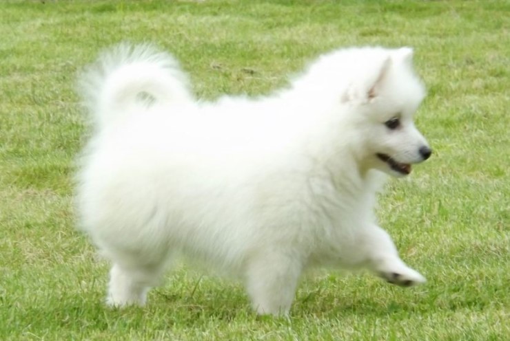 제페니즈 스피츠에 대해 | 인스티즈