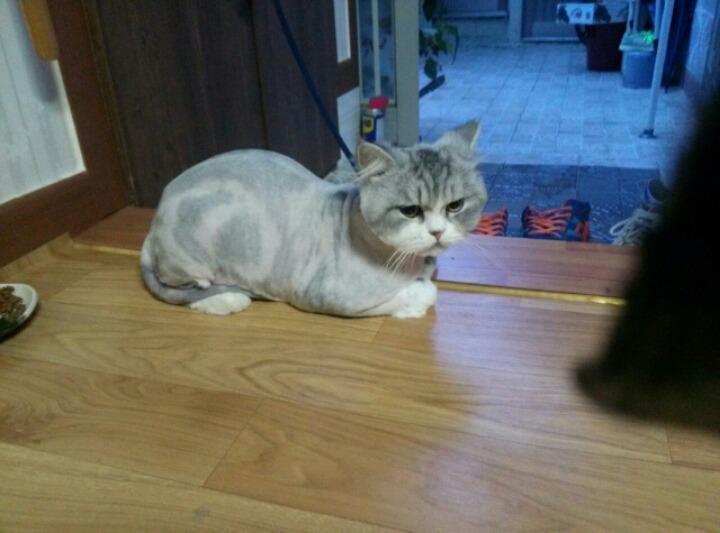 쮸 이미지