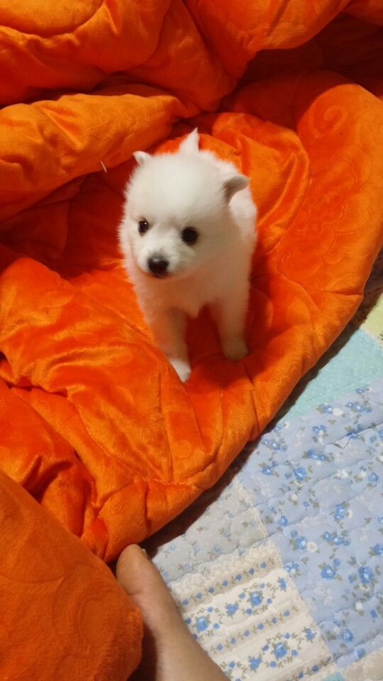 우리집 꼬물이.jpg (* 심장 터짐 각오하고 들어오시길) | 인스티즈