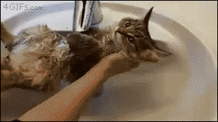 뭐하는 거냥 집사야.gif | 인스티즈