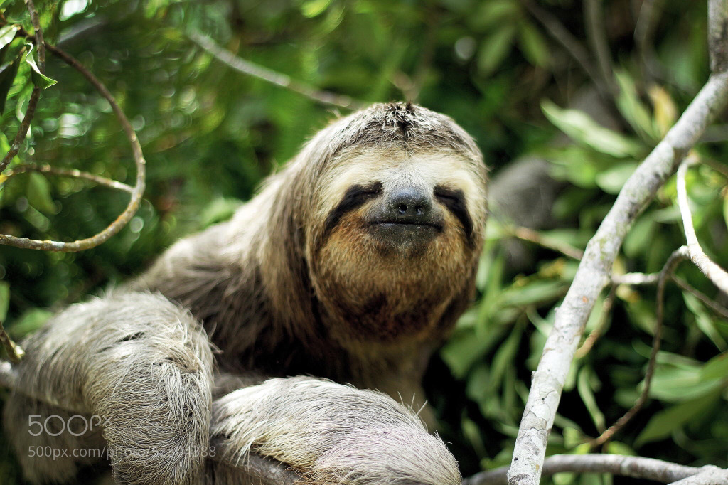 고양이 만큼 은근 매니아층 탄탄한 동물 | 인스티즈