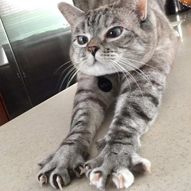 인스타 최고의 귀염둥이 냥냥이 nala | 인스티즈