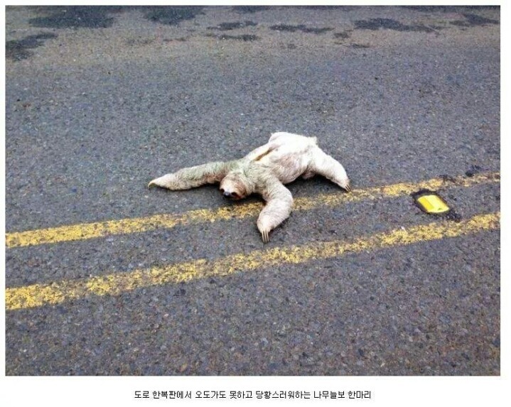 나무늘보 이미지