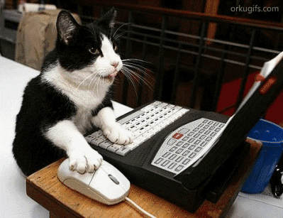 고양이 좋아하는 사람들 이해안가지 않음?.gif | 인스티즈